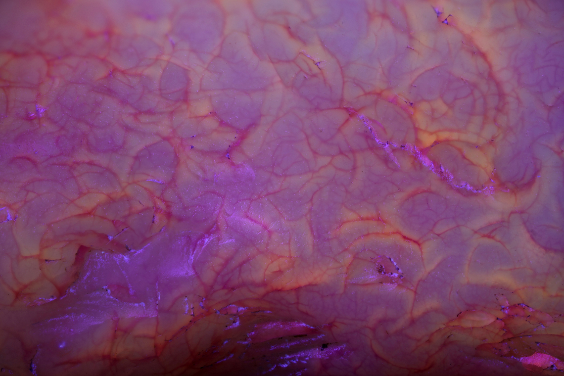 Pink Quartz rock with impurities under UV light f3.5, 2X, 1/8s, ISO100, 114 mics, 35 steps<br />
This was just a rather dull looking pink splotched quartz rock until it was under a UV light. Then all this detail popped up. It looks like blood vessels in an eye. Can&#039;t stop looking at the color mix and patterns<br />
 Geotagged,United States,Winter