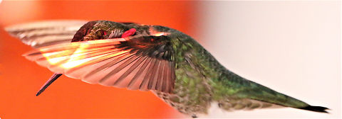 Ruby-throated Hummingbird or Archilochus colubris  Even though it's fuzzy I couldn't resist the 'Superman' pose Archilochus colubris,Geotagged,Ruby-throated hummingbird,United States,Winter
