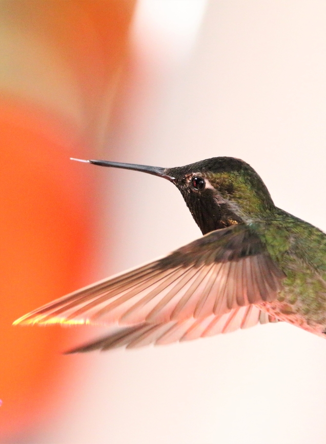 Ruby-throated Hummingbird or Archilochus colubris Note the tongue sticking out.<br />
<br />
<figure class="photo"><a href="https://www.jungledragon.com/image/145907/ruby-throated_hummingbird_or_archilochus_colubris.html" title="Ruby-throated Hummingbird or Archilochus colubris"><img src="https://s3.amazonaws.com/media.jungledragon.com/images/5803/145907_thumb.JPG?AWSAccessKeyId=05GMT0V3GWVNE7GGM1R2&Expires=1759968010&Signature=43VK%2BS%2FHZt3H0Xl2Av0ipQxNs0Y%3D" width="200" height="70" alt="Ruby-throated Hummingbird or Archilochus colubris  Even though it&#039;s fuzzy I couldn&#039;t resist the &#039;Superman&#039; pose Archilochus colubris,Geotagged,Ruby-throated hummingbird,United States,Winter" /></a></figure><br />
I know its a bit fuzzy but just had to put in the &#039;Superman&#039; pose. Archilochus colubris,Geotagged,Ruby-throated hummingbird,United States,Winter
