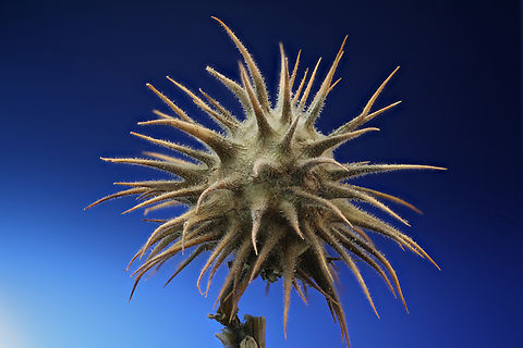 Desert Thorn-Apple or Datura discolor seed pod  f5.6, 1/8 sec, ISO100, .5X, 21 steps at 1.462mm/step
A very toxic plant that has been used by some for its hallucinogenic properties

Seeds from inside the spike pod
https://www.jungledragon.com/image/146835/sacred_thorn_apple_seeds_or_datura_meteloides_or_wrightii.html Datura,Datura discolor,Datura innoxia,Datura wrightii,Geotagged,Sacred Thorn Apple,Sacred datura,United States,Winter