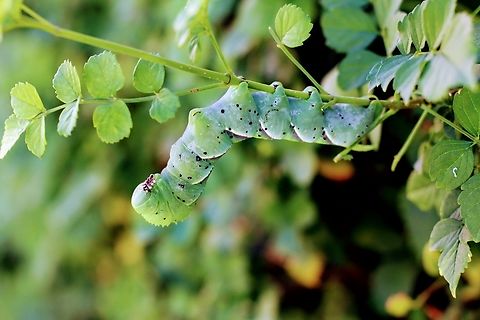 Tomato Hornworm or Manduca quinquemaculata f3.5, ISO100, 1/100sec Geotagged,Manduca quinquemaculata,Tomato Horn Worm,Tomato hornworm,United States
