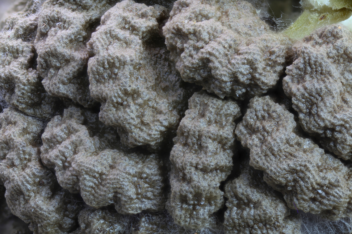 Sacred Thorn Apple seeds or Datura meteloides or wrightii Exposed seeds in the spiked pod<br />
f4, 4X, ISO125, 1/3sec, 0.054mm at 78steps Datura innoxia,Datura wrightii,Geotagged,Sacred datura,United States,Winter