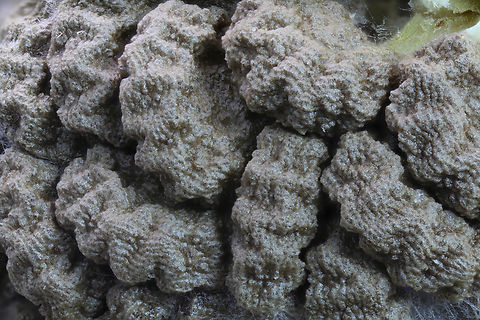 Sacred Thorn Apple seeds or Datura meteloides or wrightii Exposed seeds in the spiked pod
f4, 4X, ISO125, 1/3sec, 0.054mm at 78steps Datura innoxia,Datura wrightii,Geotagged,Sacred datura,United States,Winter