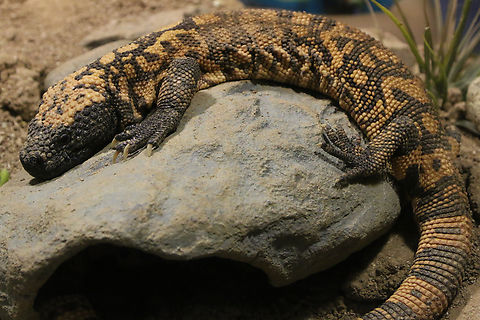 Gila Monster or Heloderma suspectum As a boy in Phoenix, Arizona I remember the dog barking excitedly in our backyard and this is what we found.
https://www.jungledragon.com/image/147497/gila_monster_or_heloderma_suspectum_with_black_tongue.html Geotagged,Gila Monster,Heloderma suspectum,United States,Winter