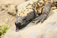 Gila Monster or Heloderma suspectum with black tongue  Geotagged,Gila Monster,Heloderma suspectum,United States,Winter