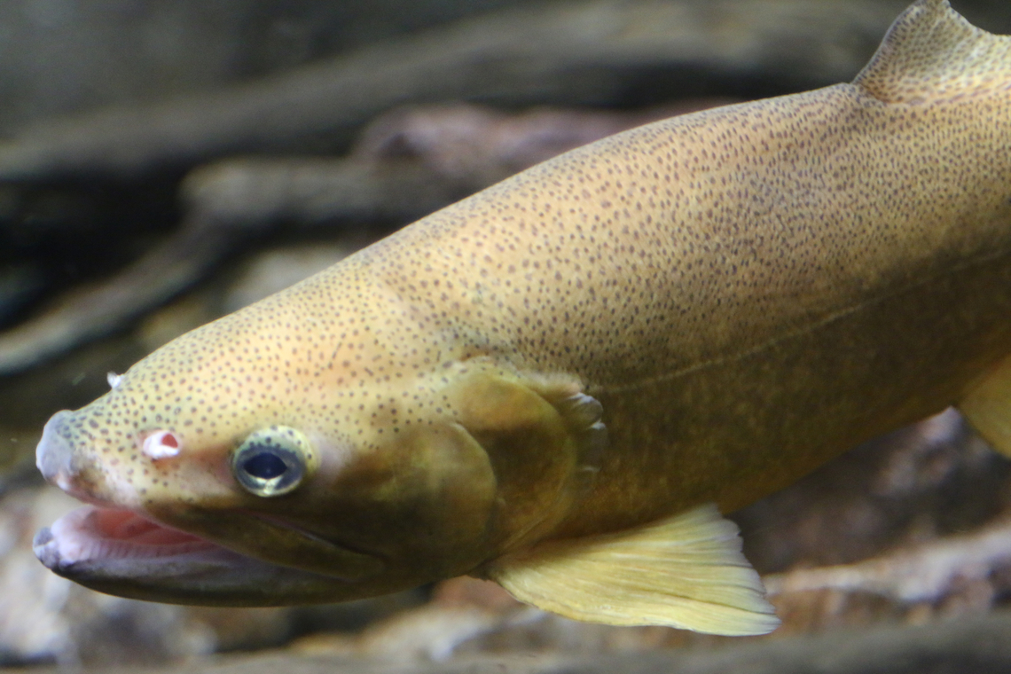 Apache Trout or Oncorhychus apache The official state fish of Arizona <br />
OdySea Aquarium Apache trout,Geotagged,Oncorhynchus apache,United States,Winter