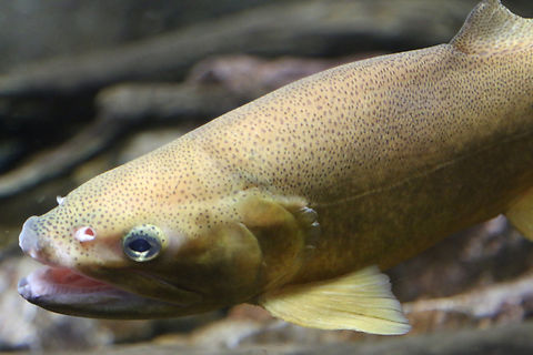 Apache Trout or Oncorhychus apache The official state fish of Arizona 
OdySea Aquarium Apache trout,Geotagged,Oncorhynchus apache,United States,Winter
