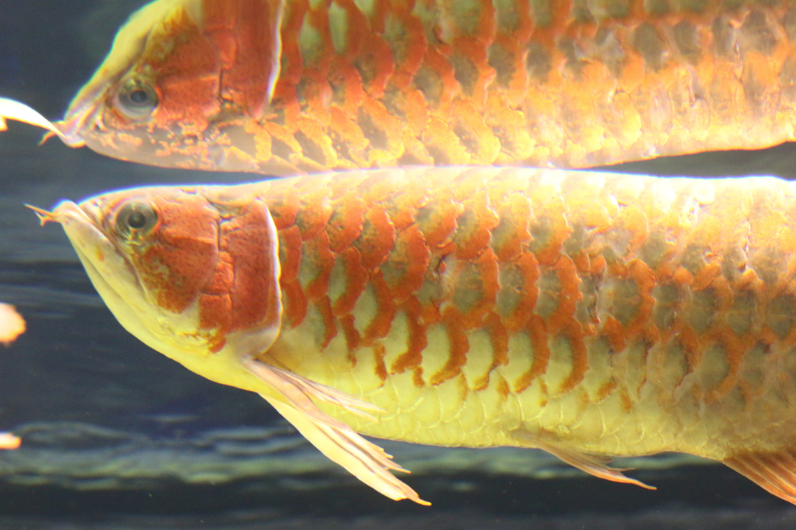 Asian Arowana or Scleropages formosus OdySea Aquarium Asian arowana,Geotagged,Scleropages formosus,United States,Winter