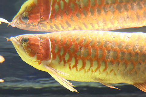Asian Arowana or Scleropages formosus OdySea Aquarium Asian arowana,Geotagged,Scleropages formosus,United States,Winter