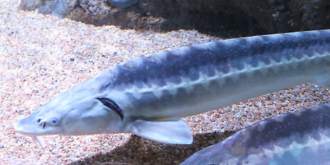 Russian Sturgeon or Acipenser gueldenstaedtii OdySea Aquarium Acipenser gueldenstaedtii,Geotagged,Russian sturgeon,United States,Winter
