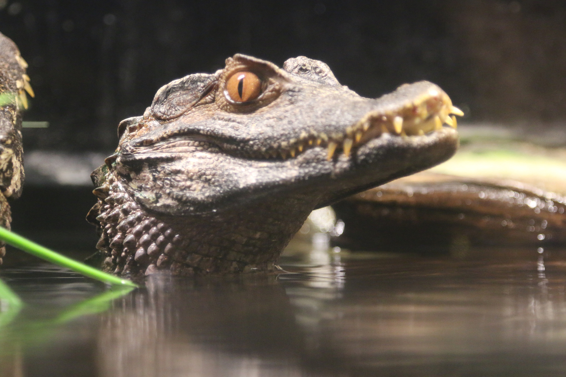 Dwarf Caiman or Paleosuchus palpebrosus OdySea Aquarium Cuviers dwarf caiman,Geotagged,Paleosuchus palpebrosus,United States,Winter