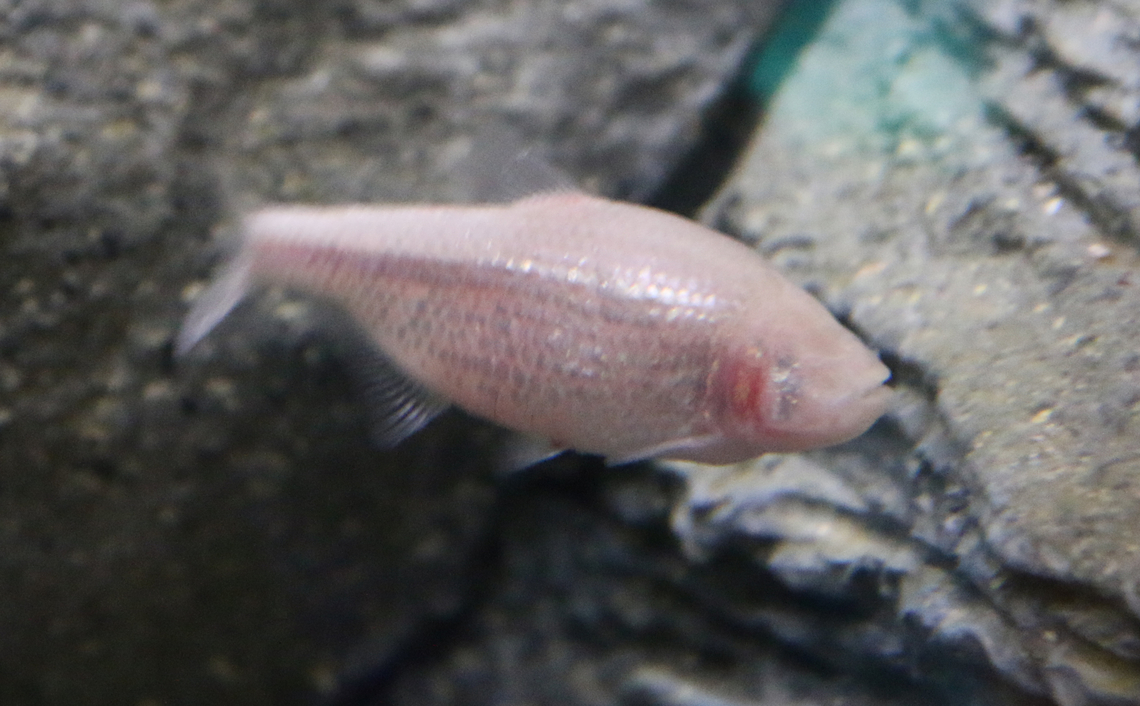 Blind Cave Tetra or Astyanax jordiani OdySea Aquarium Astyanax jordani,Astyanax jordiani,Geotagged,United States,Winter