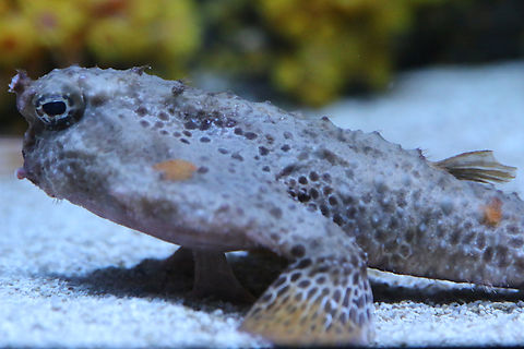 Walking Batfish or Ogcocephalus porrectus OdySea Aquarium Geotagged,Ogcocephalus Sp.,Ogcocephalus porrectus,United States,Winter