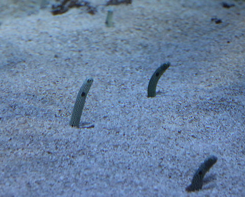 Spotted Garden Eel or Heteroconger hassi OdySea Aquarium Geotagged,Heteroconger hassi,Spotted garden eel,United States,Winter