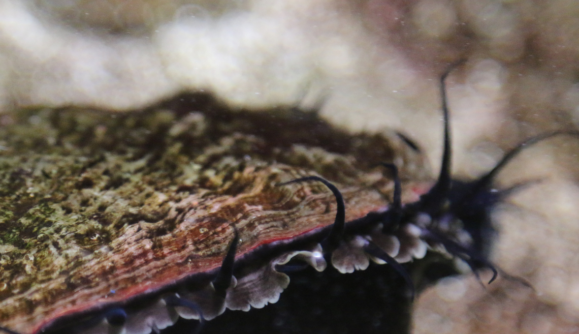 Red Abalone or Haliotis rufescens OdySea Aquarium Geotagged,Haliotis rufescens,United States,Winter