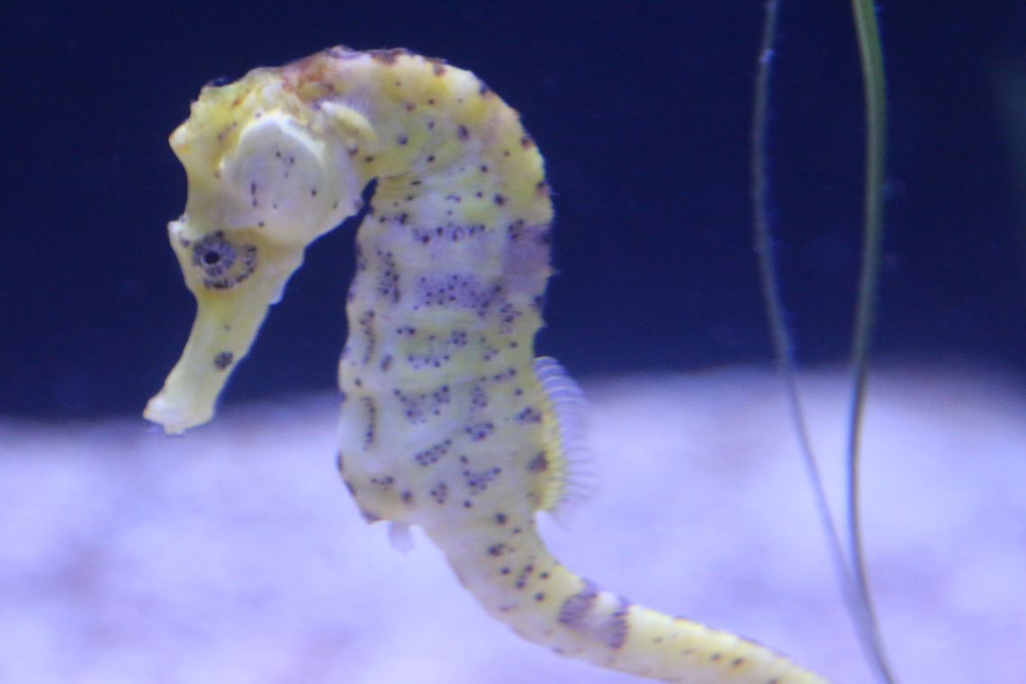 Lined Seahorse or Hippocampus erectus OdySea Aquarium Geotagged,Hippocampus erectus,Lined seahorse,United States,Winter