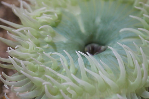 Fish-eating Anemone or Urticina piscivora OdySea Aquarium Geotagged,United States,Urticina piscivora,Winter