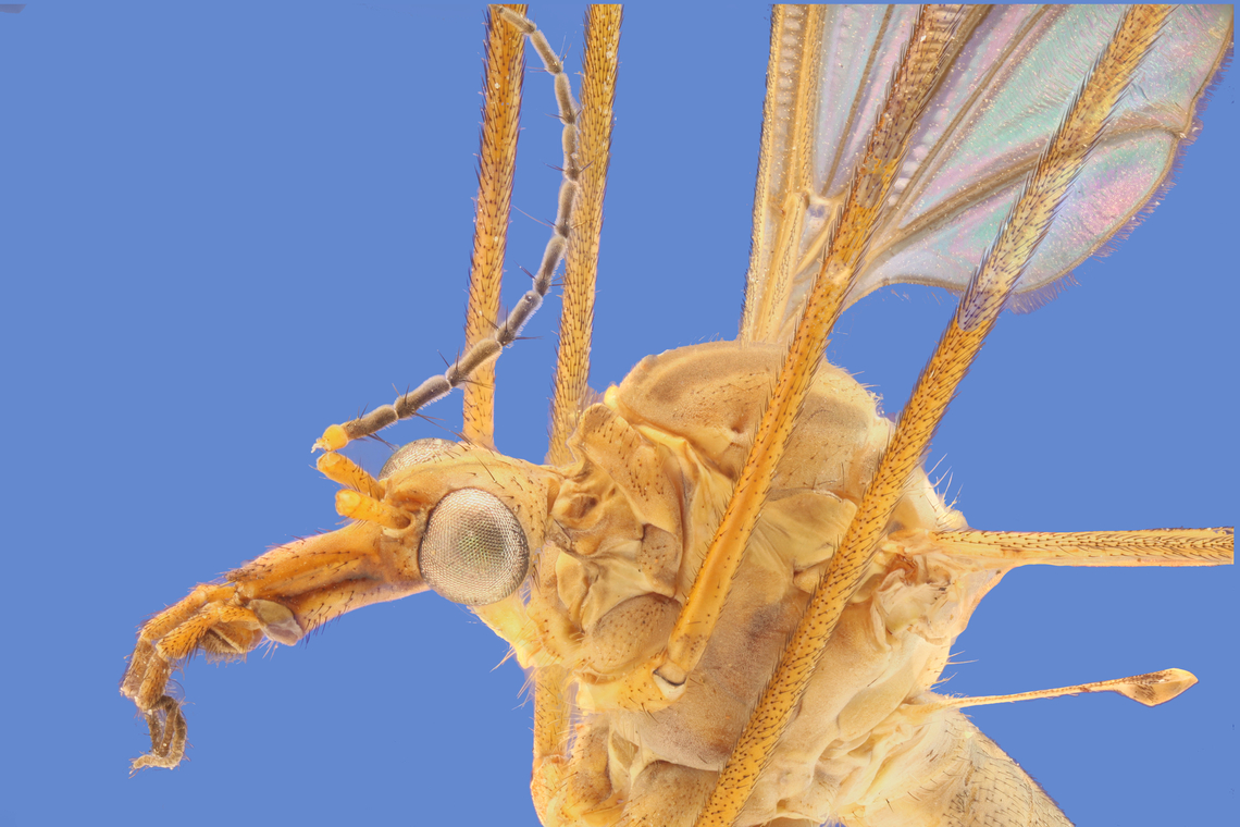 Crane Fly or Tipula paludosa f4, 3.5X, 100 ISO, 0.4sec, 0.064microns at 176 steps, Effective Aperture f18<br />
<figure class="photo"><a href="https://www.jungledragon.com/image/147655/crane_fly_or_tipula_paludosa.html" title="Crane Fly or Tipula paludosa,"><img src="https://s3.amazonaws.com/media.jungledragon.com/images/5803/147655_thumb.jpg?AWSAccessKeyId=05GMT0V3GWVNE7GGM1R2&Expires=1767225610&Signature=gxALT3TJ1GKx7oYgSXifUU%2F6MCA%3D" width="200" height="134" alt="Crane Fly or Tipula paludosa, f5.6, 2, 5X, 100 ISO, .4 sec, 136um, 50 steps, Effective Aperture f19.6<br />
This clearly shows the halteres. These oscillate rapidly along with the wings and operate like vibrating structure gyroscopes to counterbalance the wings.<br />
 European Crane Fly,Geotagged,Spring,Tipula paludosa,United States" /></a></figure><br />
This clearly show the halteres European Crane Fly,Geotagged,Spring,Tipula paludosa,United States