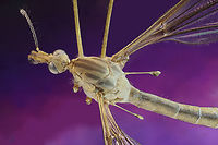 Crane Fly or Tipula paludosa, f5.6, 2, 5X, 100 ISO, .4 sec, 136um, 50 steps, Effective Aperture f19.6<br />
This clearly shows the halteres. These oscillate rapidly along with the wings and operate like vibrating structure gyroscopes to counterbalance the wings.<br />
 European Crane Fly,Geotagged,Spring,Tipula paludosa,United States