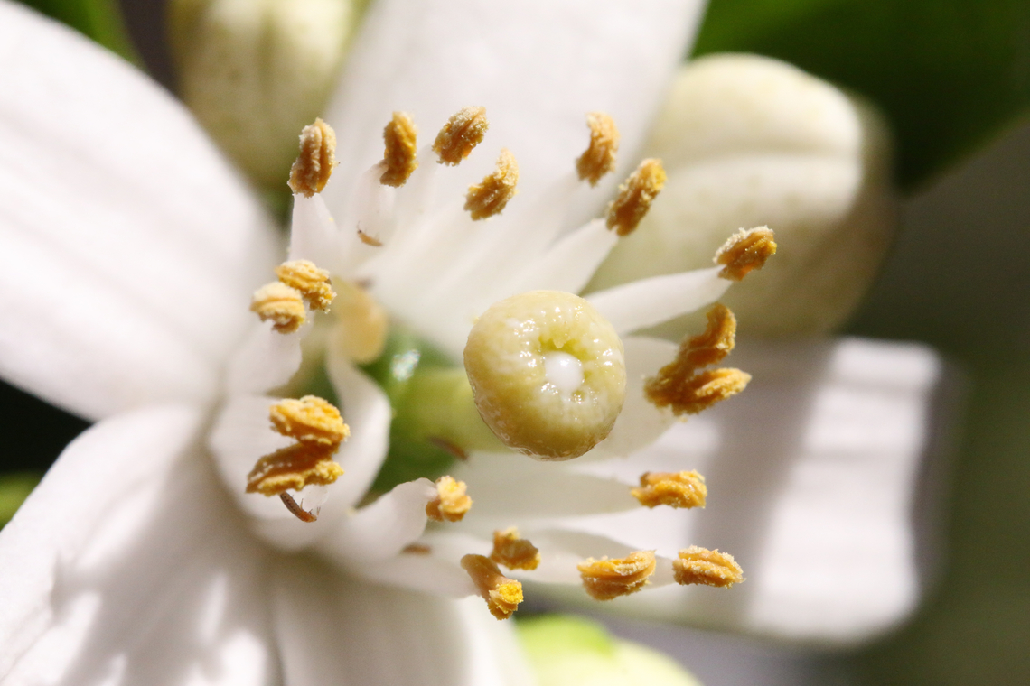 Torocco Half-Blood Orange or Citrus x sinensis Stigma and stamen with anther and thrips Citrus × sinensis