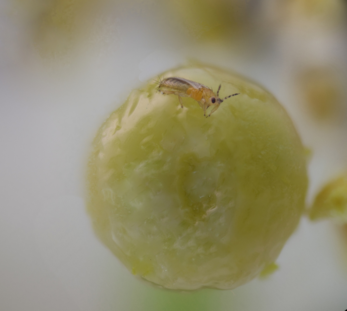 Citrus Thrip or Scirtothrips citri f2.8, 4x, 100 ISO, .24 sec, 27steps at 30um/step<br />
On the stamen of an orange blossom Citrus Thrips,Geotagged,Scirtothrips citri,Spring,United States