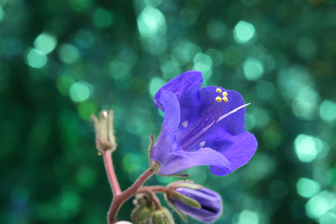 Wild Canterbury Bells or Phacelia minor f20, 0.6 sec., ISO400, 0.75x Geotagged,Phacelia minor,Spring,United States