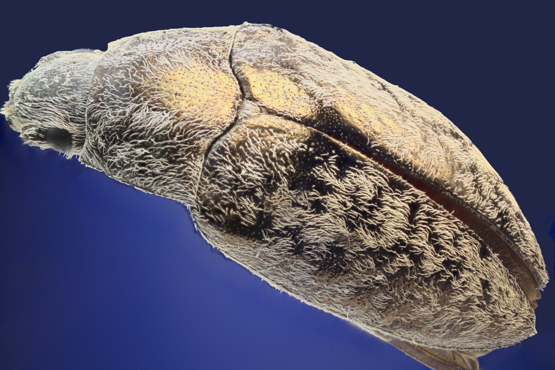 Beetle or possibly tribe Epitragini This was from a collection that was gathered either from Madagascar or the Ukraine.<br />
Numerical aperture (NA) 0.17, Effective aperture (EA) f11.7, 4X, ISO 100, 1/8 sec, 291 steps at 18&micro;/step  Geotagged,Spring,United States