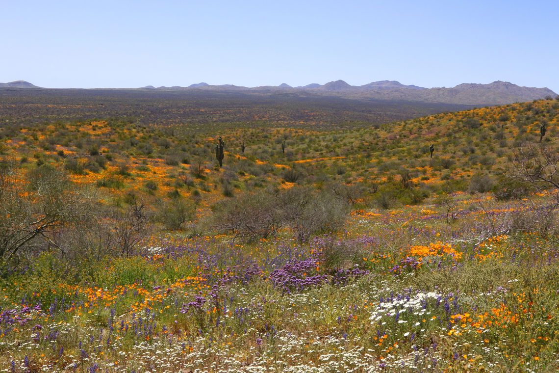 Peridot, Arizona San Carlos Apache Indian Reservation Landscape includes, Mexican gold poppies on the rocky slopes and hillsides, lupine, owl&rsquo;s clover, desert chicory and blue dicks. Of course there is the iconic Saguaro cactus. As the weather heats up all the flowers will be gone in a few short weeks. Geotagged,Spring,United States