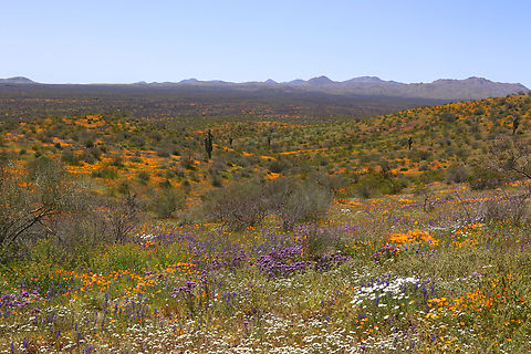 Peridot, Arizona San Carlos Apache Indian Reservation Landscape includes, Mexican gold poppies on the rocky slopes and hillsides, lupine, owl&rsquo;s clover, desert chicory and blue dicks. Of course there is the iconic Saguaro cactus. As the weather heats up all the flowers will be gone in a few short weeks. Geotagged,Spring,United States