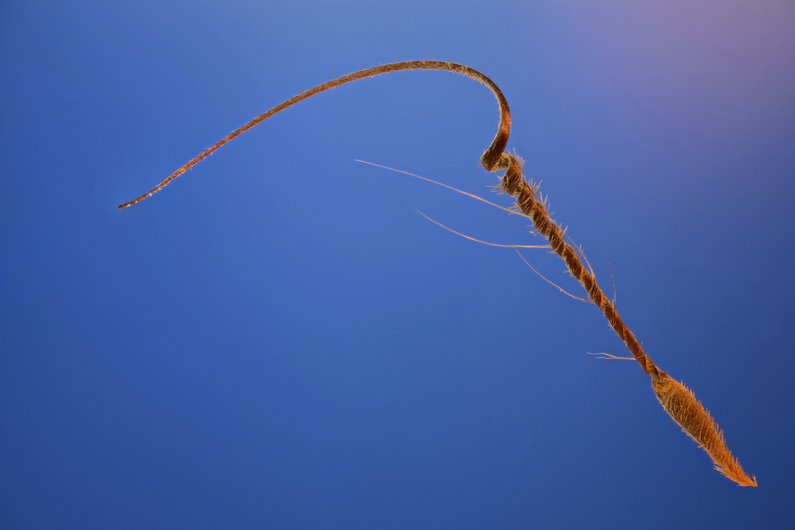 Redstem Filaree or Erodium cicutarium 1.5X, f5.6, E.A.14, ISO 100, 191um, at 26 steps<br />
https://duckduckgo.com/?q=Erodium+cicutarium+seed+vidoe&amp;atb=v314-1&amp;t=chromentp&amp;iax=videos&amp;ia=videos&amp;iai=<section class="video"><iframe width="448" height="282" src="https://www.youtube-nocookie.com/embed/85iotnKa1PQ?hd=1&autoplay=0&rel=0" frameborder="0" allowfullscreen></iframe></section> Common stork's-bill,Erodium cicutarium,Geotagged,Spring,United States