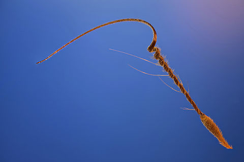 Redstem Filaree or Erodium cicutarium 1.5X, f5.6, E.A.14, ISO 100, 191um, at 26 steps
https://duckduckgo.com/?q=Erodium+cicutarium+seed+vidoe&atb=v314-1&t=chromentp&iax=videos&ia=videos&iai=https://www.youtube.com/watch?v=85iotnKa1PQ Common stork's-bill,Erodium cicutarium,Geotagged,Spring,United States