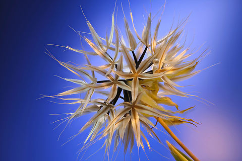Silver Puffs or Uropappus lindleyi f5.6, .20 sec, 0.65 X, 490&micro;m, at 78 steps Geotagged,Silverpuffs,Spring,United States,Uropappus lindleyi