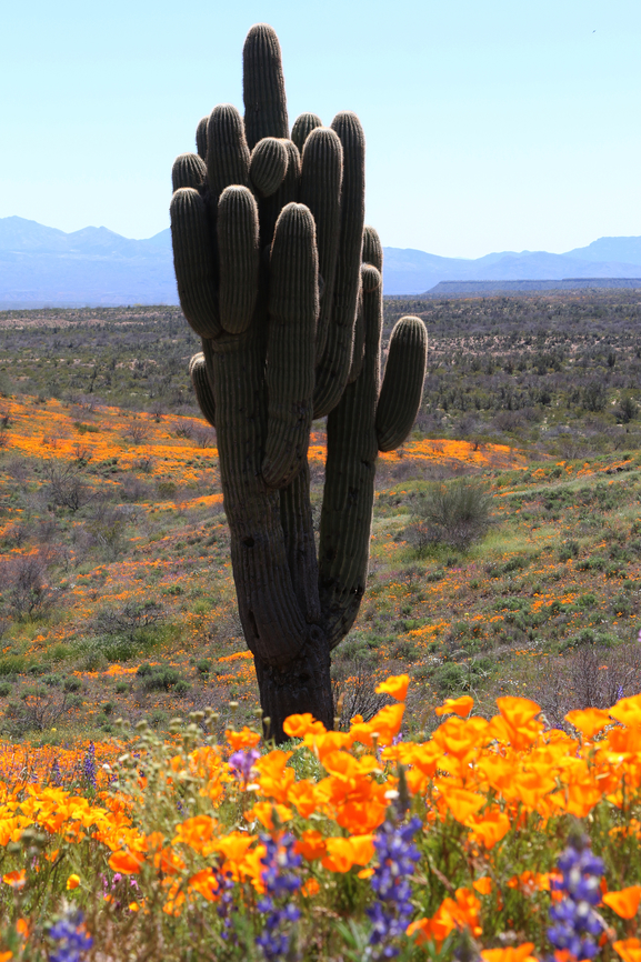 Saguaro or Carnegiea gigantea It is not the State tree of Arizona but does have the State flower of Arizona Carnegiea gigantea,Geotagged,Saguaro,Spring,United States