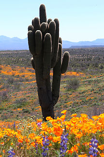 Saguaro or Carnegiea gigantea It is not the State tree of Arizona but does have the State flower of Arizona Carnegiea gigantea,Geotagged,Saguaro,Spring,United States