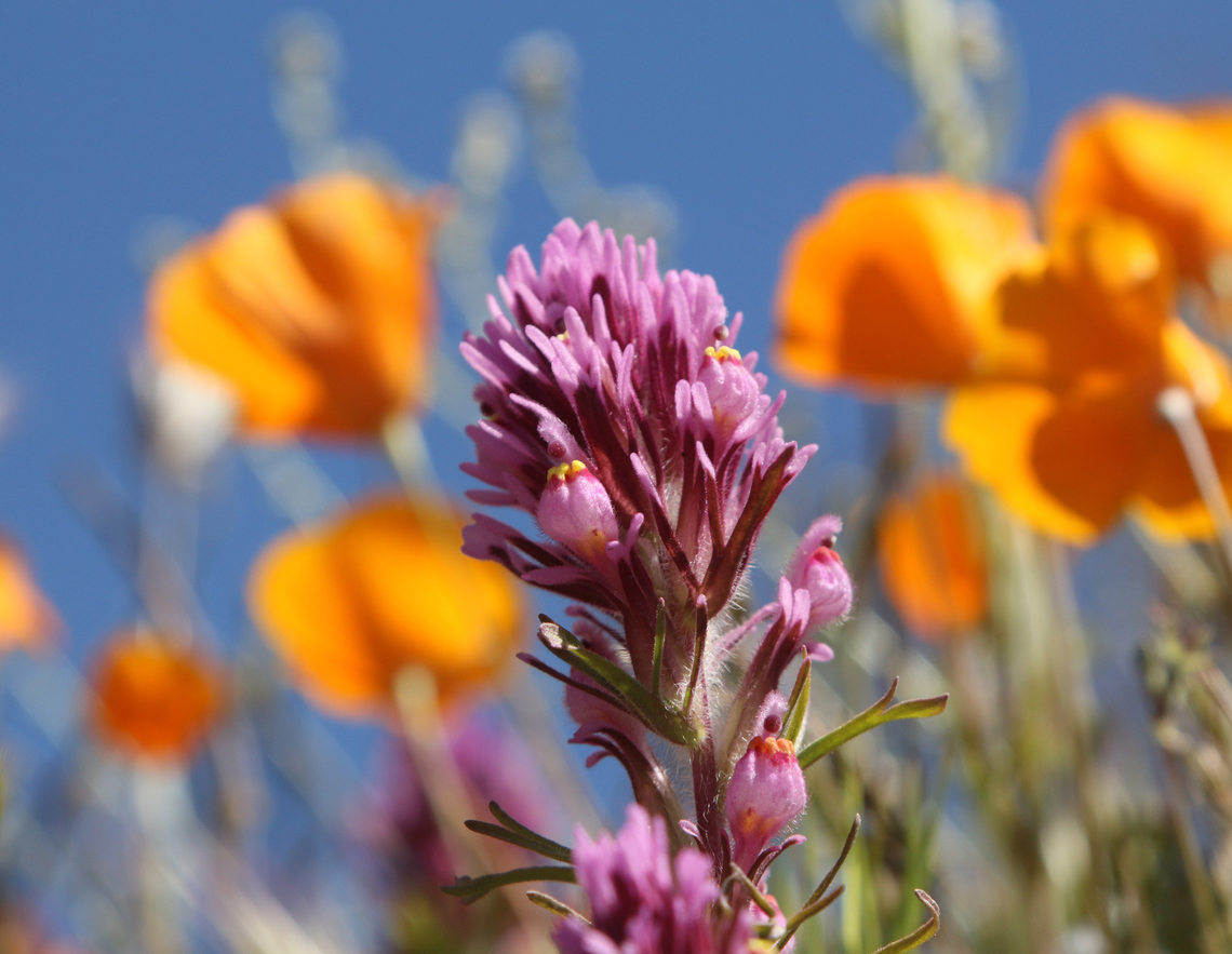 Purple Owl's Clover or Castilleja exserta Desert spring wildflower at Peridot, Arizona Castilleja exserta,Geotagged,Spring,United States