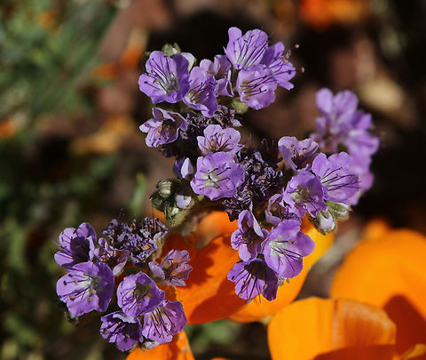 Notch-leaf Scorpionweed or Phacelia crenulata Wildflower Geotagged,Notch-leaf scorpion-weed,Phacelia crenulata,Spring,United States