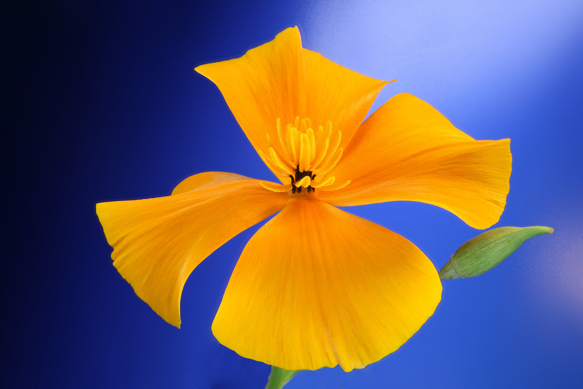 Mexican Gold Poppy or Eschscholzia californica Wildflower<br />
<figure class="photo"><a href="https://www.jungledragon.com/image/148089/mexican_gold_poppy_or_eschscholzia_californica_anthers_and_pollen.html" title="Mexican Gold Poppy or Eschscholzia californica anthers and pollen"><img src="https://s3.amazonaws.com/media.jungledragon.com/images/5803/148089_thumb.jpg?AWSAccessKeyId=05GMT0V3GWVNE7GGM1R2&Expires=1767225610&Signature=cIvQIZXJ%2FtdQirrNdO97cKsuO3k%3D" width="200" height="134" alt="Mexican Gold Poppy or Eschscholzia californica anthers and pollen f5.6, 1.8X, ISO100, 1/5 sec., 64 steps at 165&micro;/step California Poppy,Eschscholzia californica,Geotagged,Spring,United States" /></a></figure> Arizona,California Poppy,Eschscholzia californica,Geotagged,Peridot,Spring,United States,Wildflowers,poppy