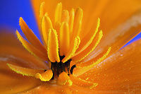 Mexican Gold Poppy or Eschscholzia californica anthers and pollen f5.6, 1.8X, ISO100, 1/5 sec., 64 steps at 165µ/step California Poppy,Eschscholzia californica,Geotagged,Spring,United States