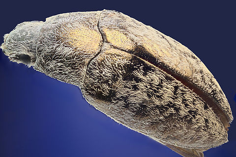 Darkling Beetle from Tribe Epitragini or Pechalius dentiger Numerical aperture 0.17, Effective aperture 11.7, ISO 100, 0.8 sec, 4X, 291 steps at 18µ per step Geotagged,Spring,United States