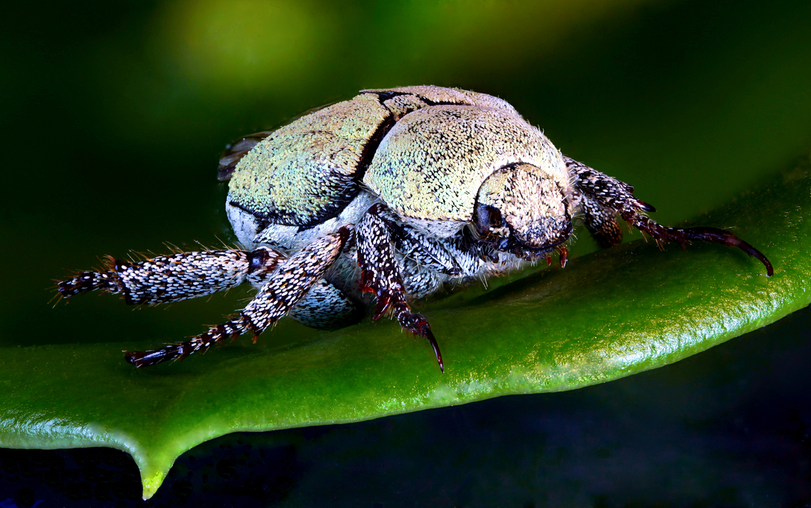 Small (6mm), green scaled beetle or possibly Hoplia chlorophana f5.6, 2X, ISO100, 1/8sec., 45 steps at 155&micro;/step<br />
Beetle collection from Madagascar #beetle #insect #Holia,Hoplia chlorophana