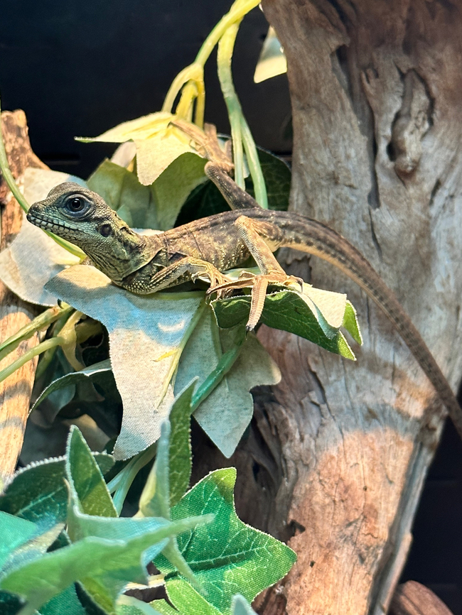 Sailfin Dragon or Hydrosaurus weberi Captive Geotagged,Hydrosaurus weberi,Spring,United States,Webers sailfin lizard,reptile