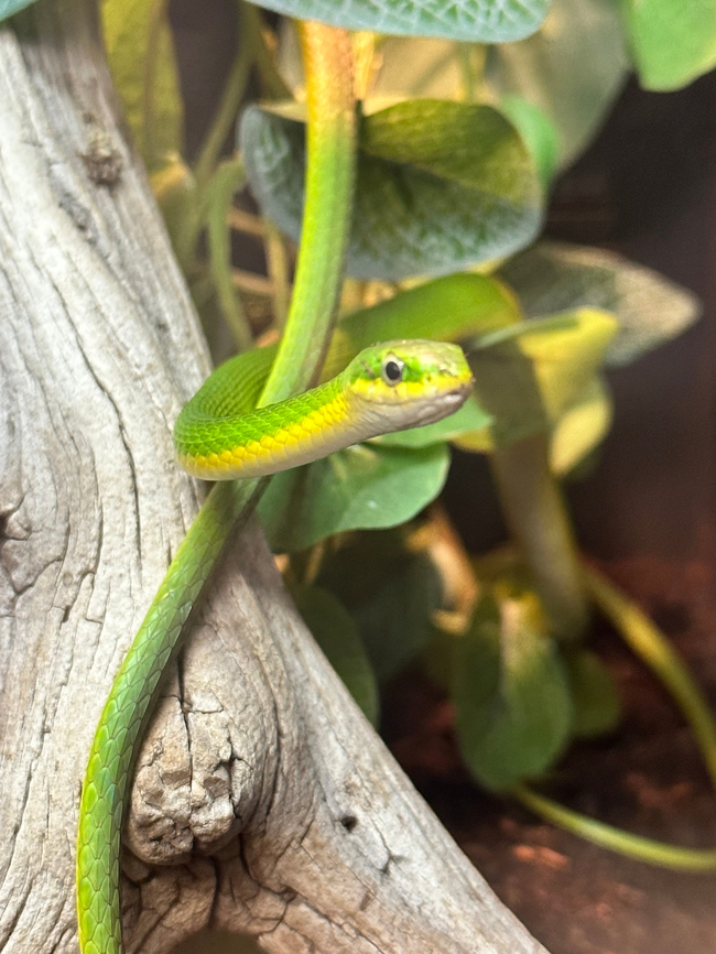 Florida Rough Green snake or Opheodrys aestivus Captive Florida,Geotagged,Opheodrys aestivus,Spring,United States,reptile,snake