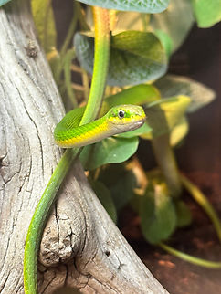 Florida Rough Green snake or Opheodrys aestivus Captive Florida,Geotagged,Opheodrys aestivus,Spring,United States,reptile,snake