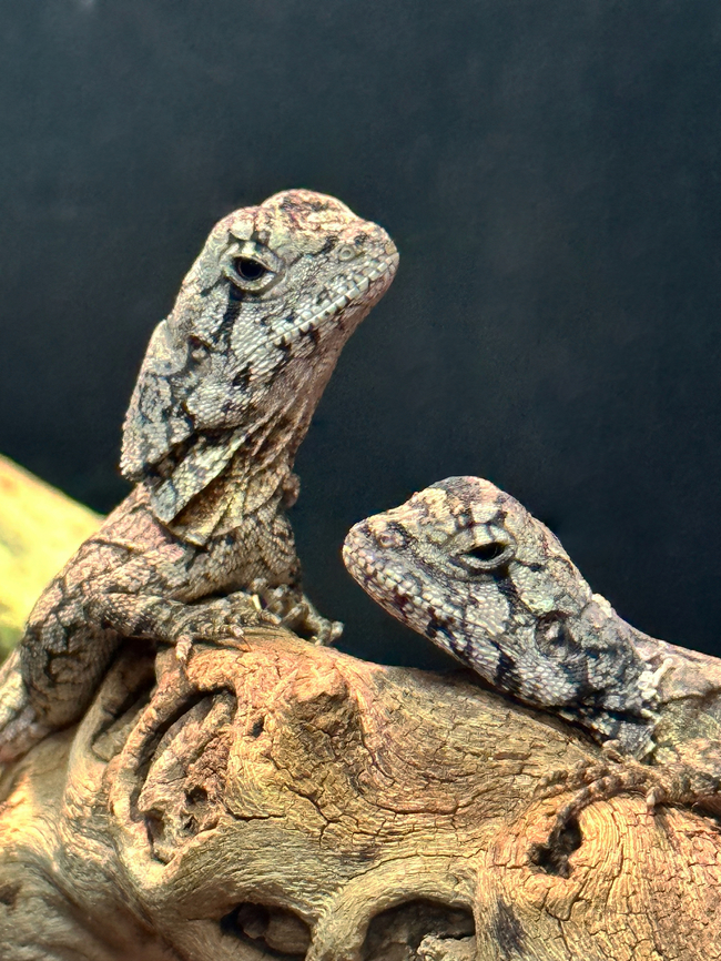 Frilled Dragon or Chlamydosaurus kingii Captive Chlamydosaurus kingii,Frilled Lizard,Geotagged,Spring,United States,reptile
