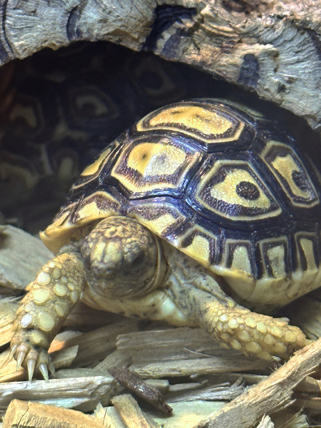 Leopard Tortoise or Stigmochelys pardalis Captive Geotagged,Leopard tortoise,Spring,Stigmochelys pardalis,Tortoise,United States