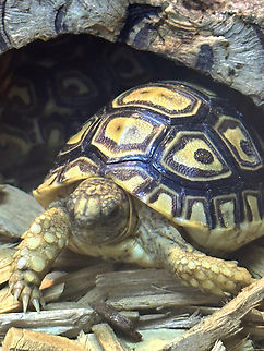 Leopard Tortoise or Stigmochelys pardalis Captive Geotagged,Leopard tortoise,Spring,Stigmochelys pardalis,Tortoise,United States