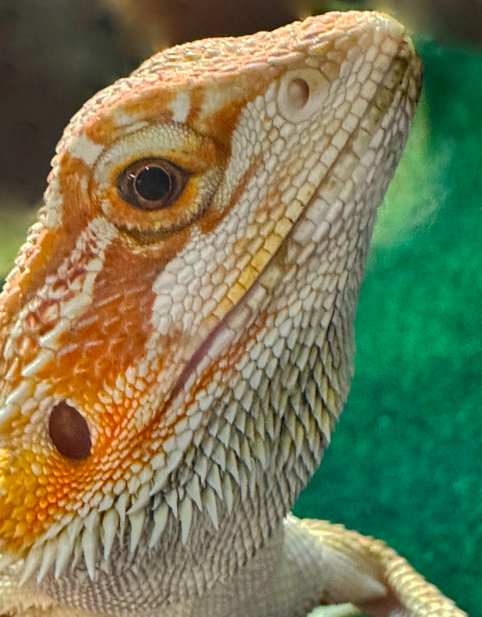 Dunner Central Bearded Dragon Captive bred Central bearded dragon,Geotagged,Pogona,Pogona vitticeps,Spring,United States
