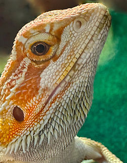 Dunner Central Bearded Dragon Captive bred Central bearded dragon,Geotagged,Pogona,Pogona vitticeps,Spring,United States