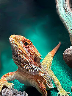Red Dunner Central Bearded Dragon or Pogona vitticeps Captive Central bearded dragon,Geotagged,Pogona vitticeps,Spring,United States,lizard,reptile
