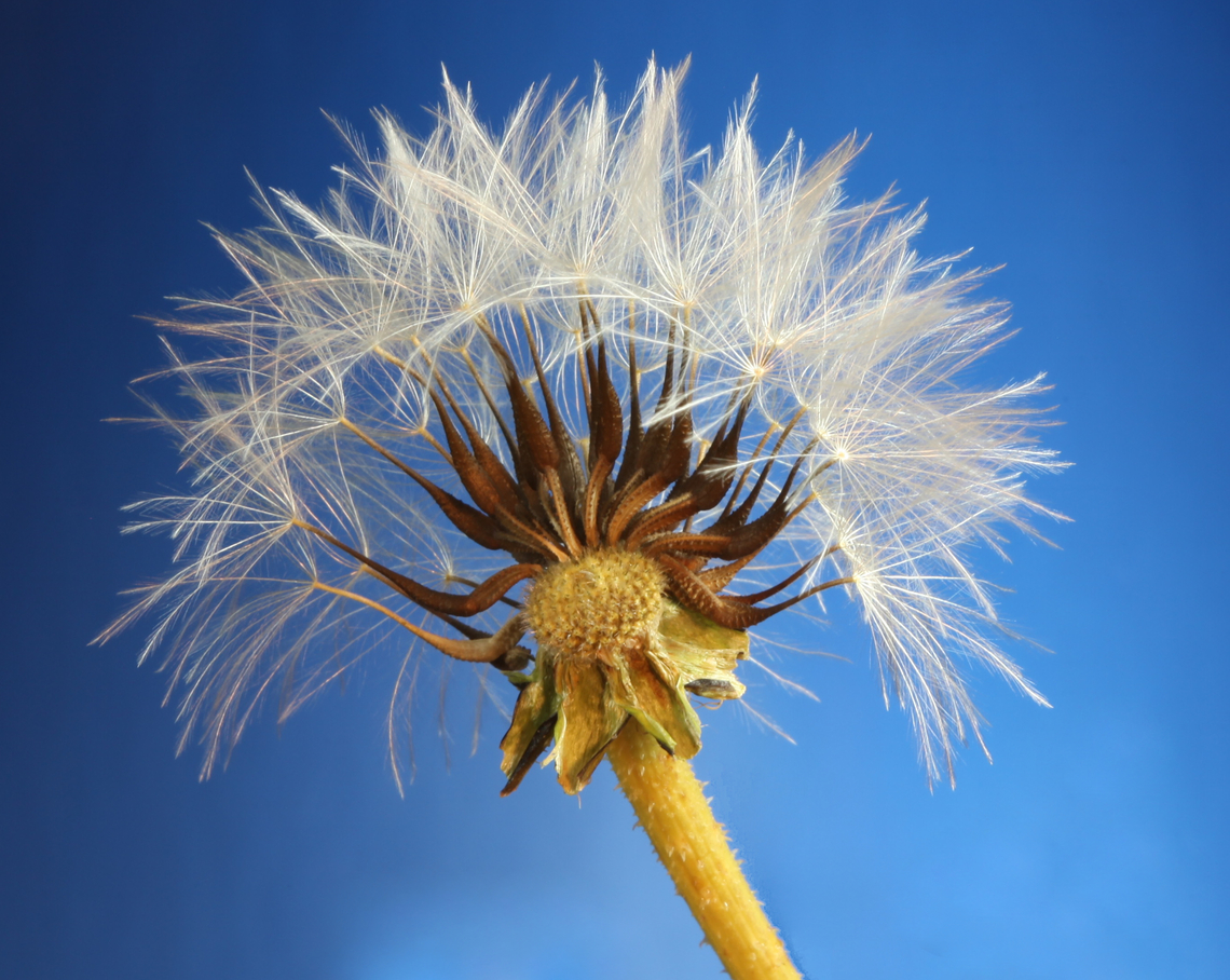 Red-Seeded Dandelion or Taraxacum erythrospermum  Geotagged,Red-seeded Dandelion,Spring,Taraxacum erythrospermum,United States